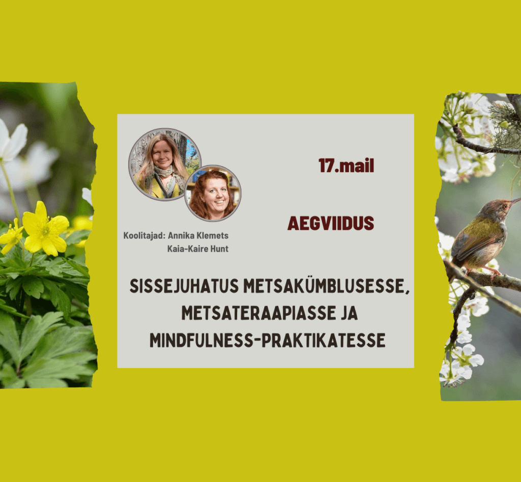 Koolituspäev: SISSEJUHATUS METSAKÜMBLUSESSE, METSATERAAPIASSE JA MINDFULNESS-PRAKTIKATESSETÖÖTUBA